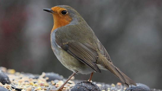 Voer de voels in uw tuin