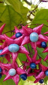 Kansenboom of Pindakaasboom (Clerodendrum trichotomum)