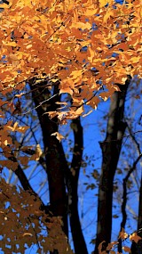 Amberboom - Liquidambar ‘Worplesdon’