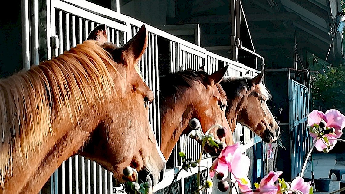 Paardenpension en recreatiepark den Möllenhof