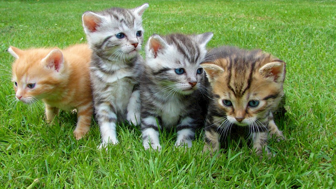 kittens