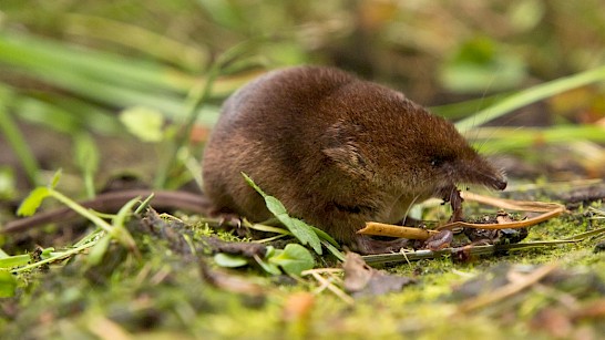 Velt lanceert fotowedstrijd #nuttigebodemdieren