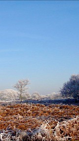 Winter in AW duinen. (geüpload door Marja)