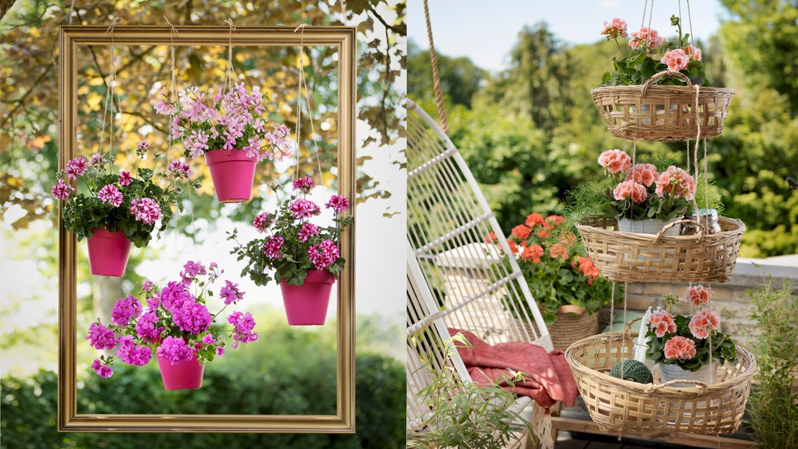 Zwevende geraniums